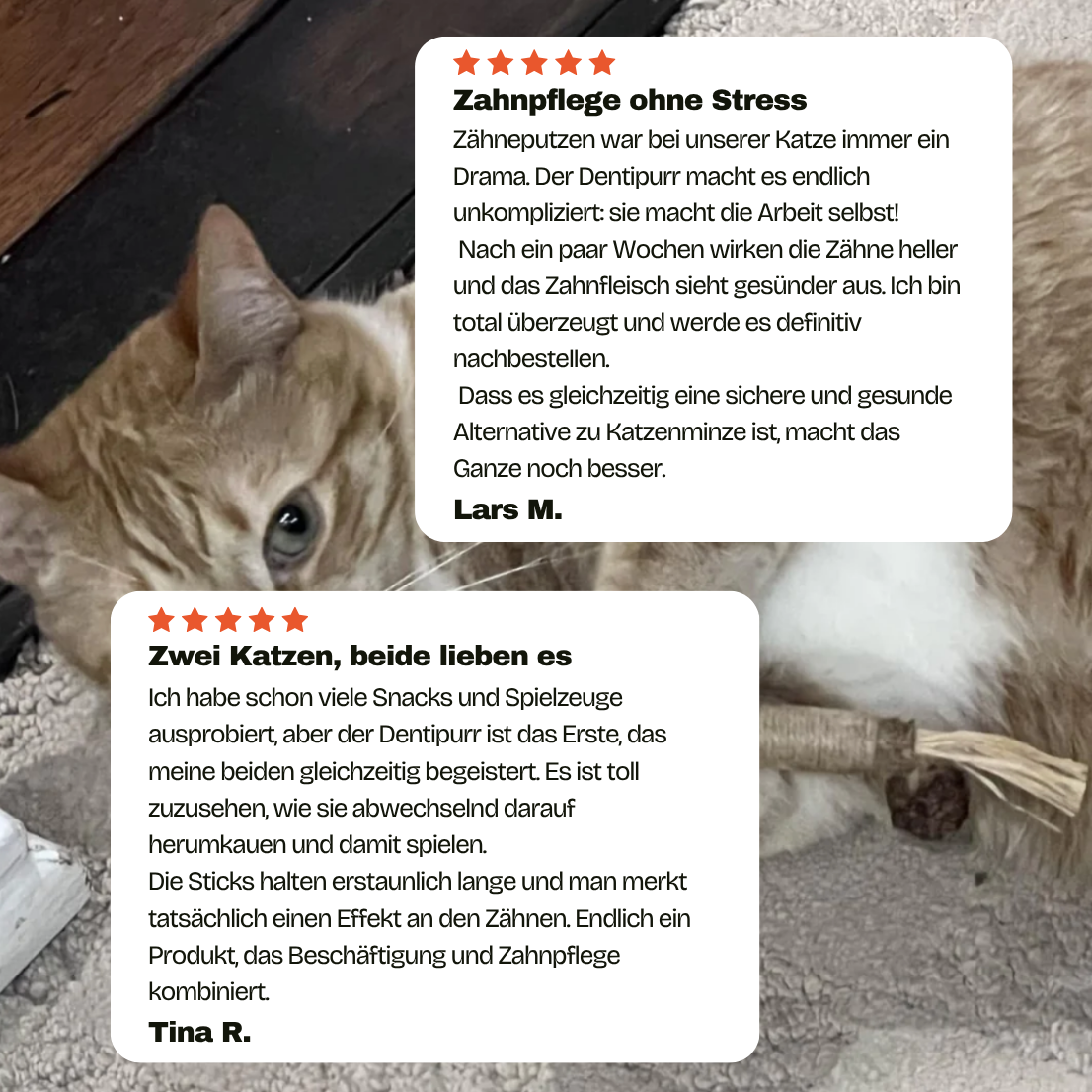 Dentipurr - Silberrebe Kaustock