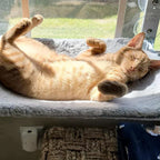Naptule - nr. 1 Katzen Hängematte
