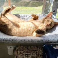 Naptule - Katzen Hängematte