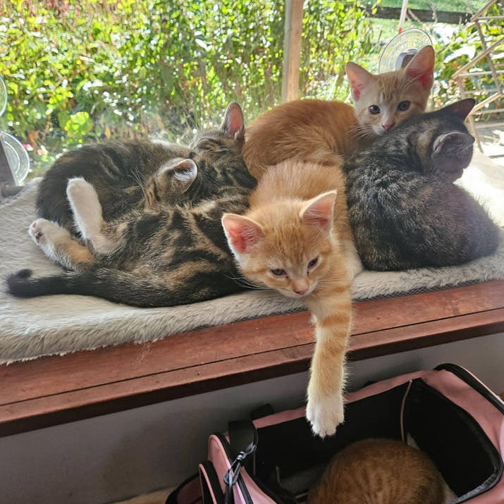 Naptule - Katzen Hängematte