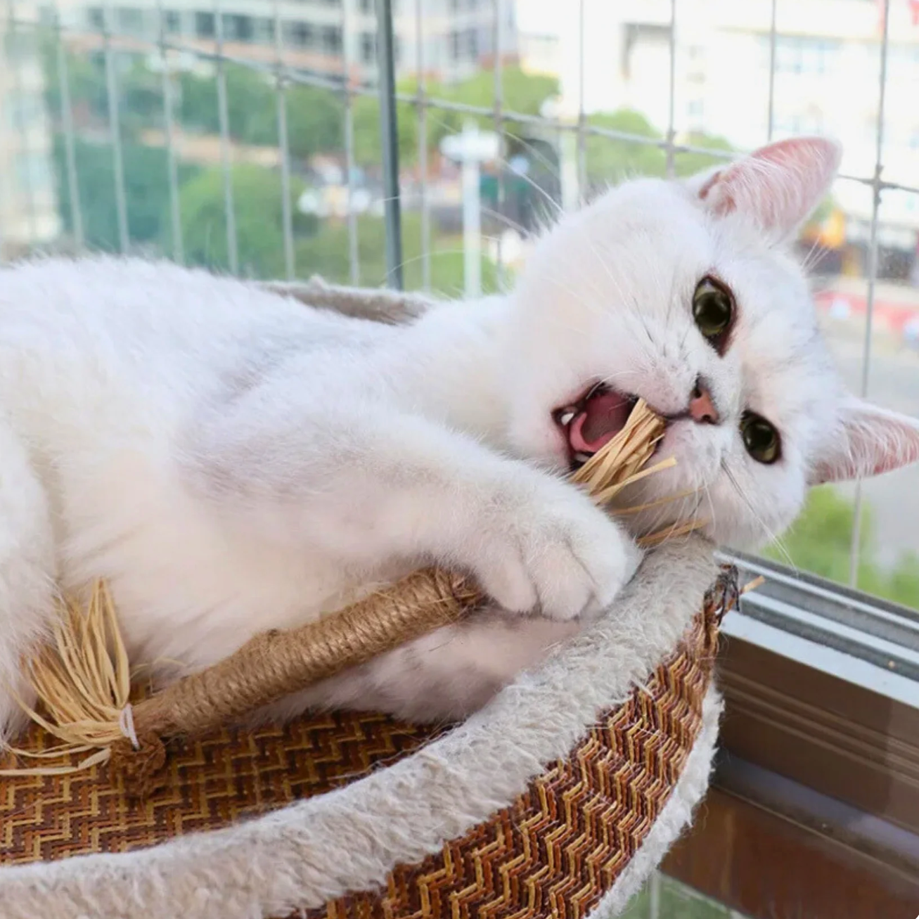 Dentipurr - Silberrebe Kaustock