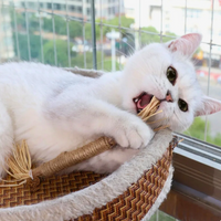 Dentipurr - Silberrebe Kaustock