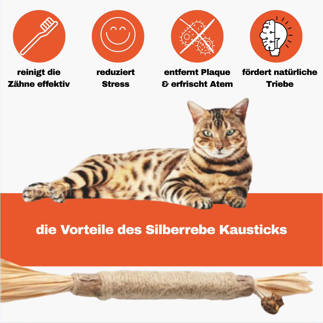Dentipurr - Silberrebe Kaustock