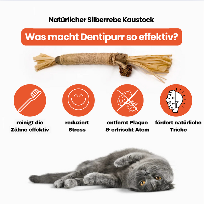 Dentipurr - Silberrebe Kaustock