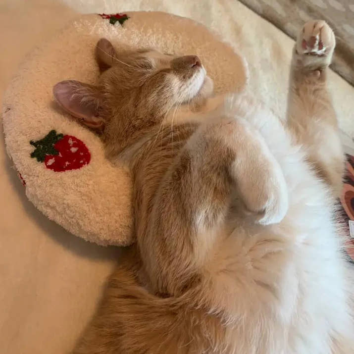 Katzenkissen - für beste entspannung