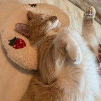 Katzenkissen - für beste entspannung