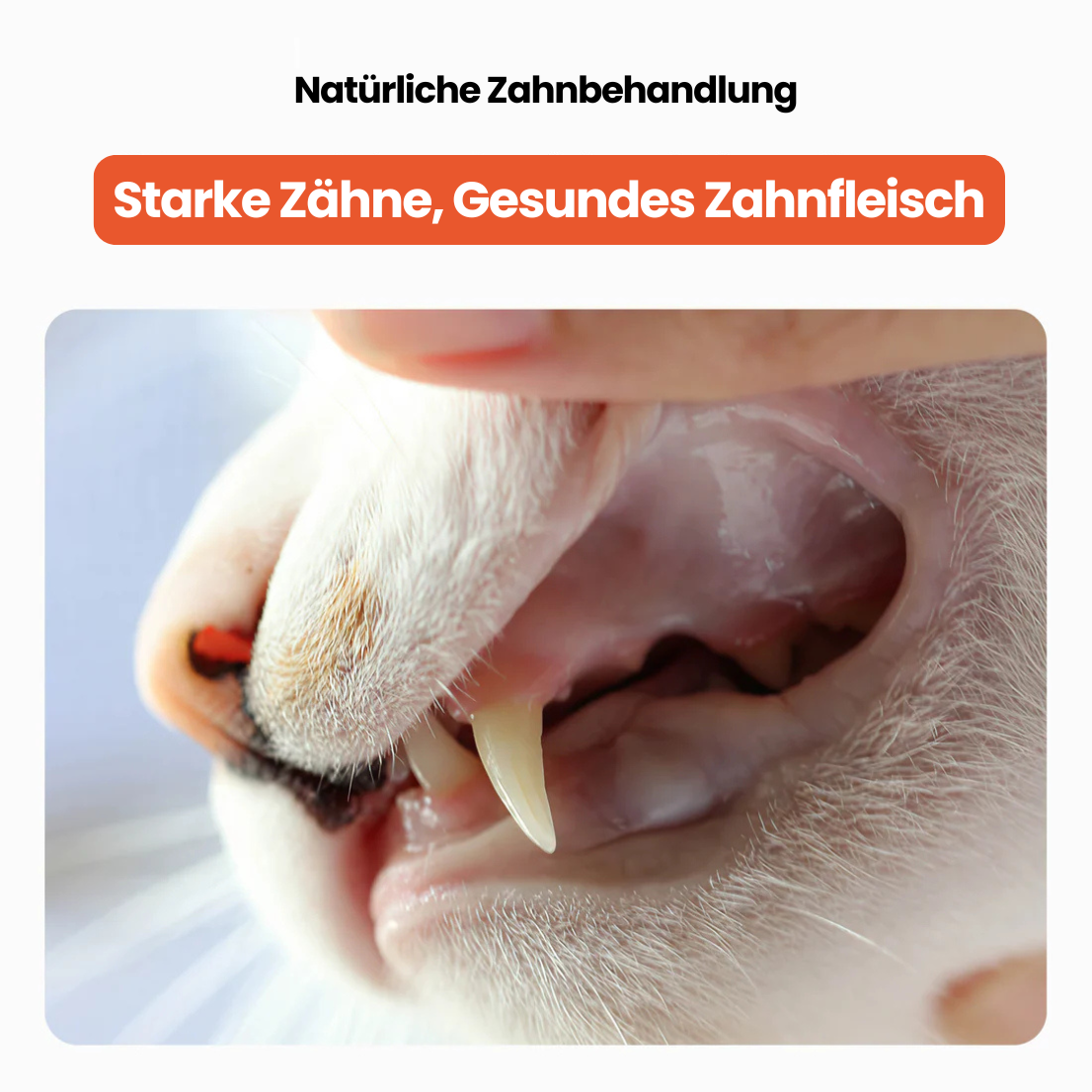 Dentipurr - Silberrebe Kaustock