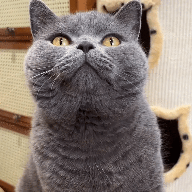 Dentipurr - natürliche Zahnpflegehilfe