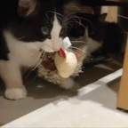 FlappyBird - die Lösung für ausgelassene Katzen