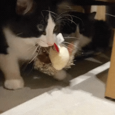 FlappyBird - die Lösung für ausgelassene Katzen