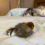 FlappyBird - die Lösung für ausgelassene Katzen