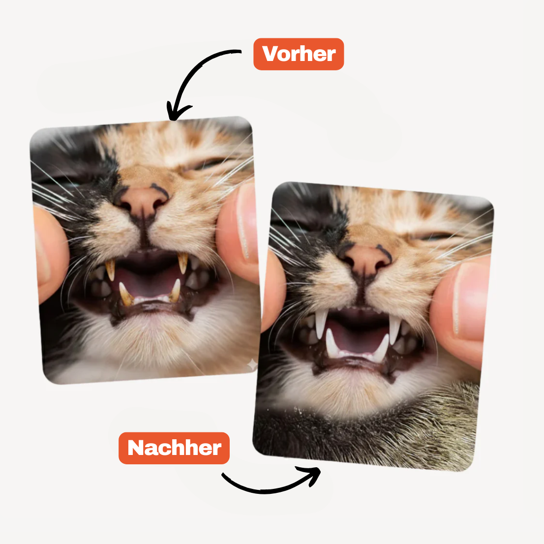 Dentipurr - Silberrebe Kaustock